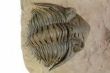 Stunning Metacanthina Trilobite - Lghaft, Morocco #350523-3